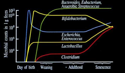 （圖1）腸道微生物隨年齡增長的演變（依培養法資料製作的圖解）（圖片：美國商業資訊）