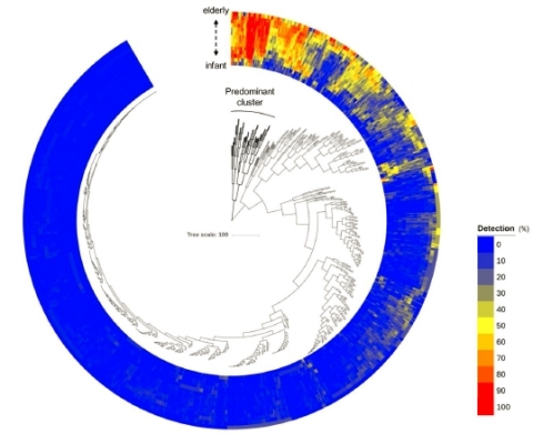 (Fig.1) Distribution of gut microbiota in healthy Japanese subjects (Graphic: Business Wire)
