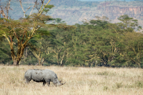 FLIR和WWF的 Kifaru Rising專案旨在幫助保護和增加黑犀牛的野生種群。目前野外有5,400頭黑犀牛，由於盜獵犀牛角等活動，它們的數量正在下降。（照片：美國商業資訊）