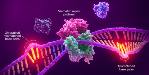 Promega Corporation has entered into a global collaboration with Merck, known as MSD outside the United States and Canada, to develop Promega’s microsatellite instability (MSI) technology as an on-label, solid tumor companion diagnostic (CDx) for use with Merck’s anti-PD-1 therapy, KEYTRUDA® (pembrolizumab). Above, an illustration of MSI showing unrepaired mismatches in microsatellite regions resulting from deficiency in the mismatch-repair system (dMMR). (Graphic: Business Wire)