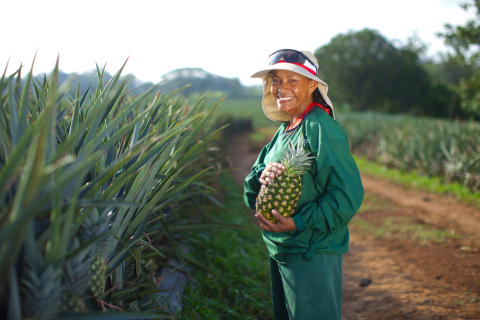 都乐鲜果，菠萝农场（照片：美国商业资讯） 