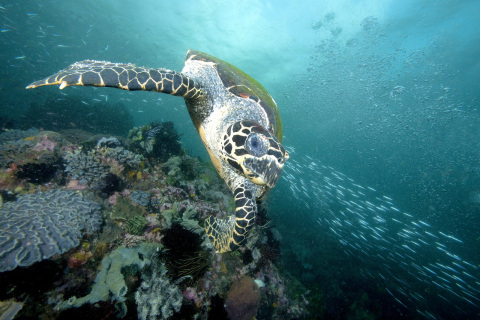 玫琳凱與大自然保護協會合作，為參與索羅門群島生態旅遊事業的婦女賦權，並藉此提供當地所需的經濟機會，為保護瀕危物種玳瑁海龜提供支援。© Jeff Yonover 