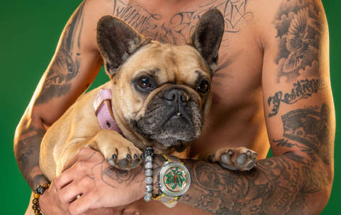 BOMBERG與CBD（大麻二酚）的交集根植於長久以來與狗的友誼。 自2012年BOMBERG問世以來，生活於墨西哥的鬥牛犬Bolt和在瑞士的Duke與Paulina一直是我們的品牌大使和吉祥物。(Photo: Business Wire) 