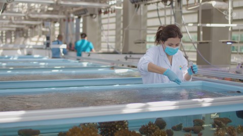 KAUST Marine Scientist Dr. Raquel Peixoto administers probiotics, or Beneficial Microorganisms for Corals (BMC), to Pocillopora verrucosa coral in controlled aquarium environments. (Photo: KAUST) 