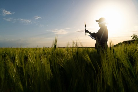 AGCO releases 2021 Sustainability Report. Farmer with tablet examines wheat crop. (Photo: Business Wire)