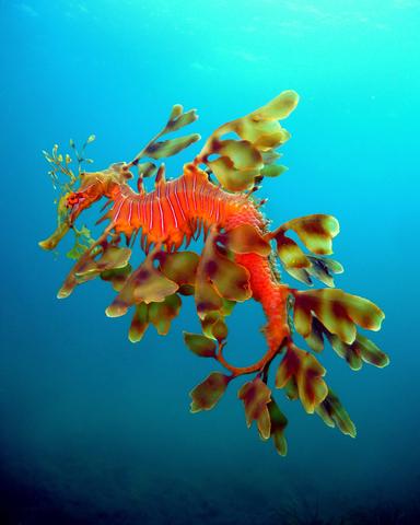 For Earth Day, Mary Kay Inc. celebrates its partnership with The Nature Conservancy and support of impact projects focused on improving ocean health for nature and people. (Photo: Jamie Coote for The Nature Conservancy)