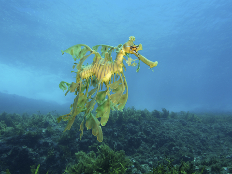 For Earth Day, Mary Kay Inc. celebrates its partnership with The Nature Conservancy and support of impact projects focused on improving ocean health for nature and people. (Photo: Bert de Wit for The Nature Conservancy)