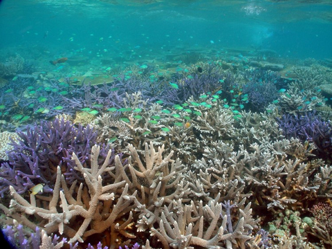 The northern reef ecosystems of Palau, comprised of mangroves, seagrasses, fringing reefs, patch reefs, lagoons, channels, barrier reefs, sunken reefs, atoll reefs, and deep water, represent 32% of Palau’s coral reefs. (Photo: Paul Marshall for The Nature Conservancy)