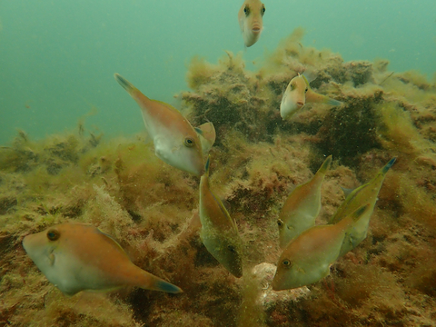 Leatherjacket fish at shellfish reef restoration site Windara Reef, Gulf St Vincent, South Australia ©Anita Nedosyko for The Nature Conservancy