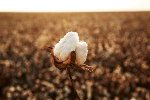 Supima棉農場（照片：美國商業資訊）