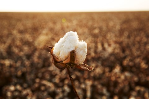 Supima cotton farm (Photo: Business Wire) 