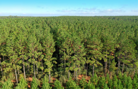 Molpus Woodlands Group購買德州東部和路易斯安那州西北部共計117,773英畝林地（照片：美國商業資訊）