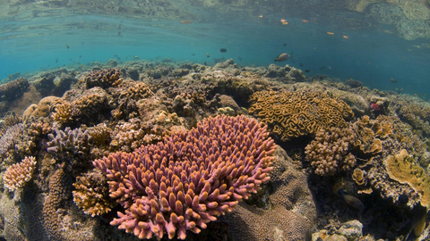 珊瑚三角区拥有世界上最多样化、最美丽的珊瑚礁，为250多种鱼类提供了栖息地。玫琳凯帮助大自然保护协会扩大了由妇女主导的保护项目，以改善太平洋地区（包括珊瑚三角区）的海洋健康。（照片：玫琳凯公司）
