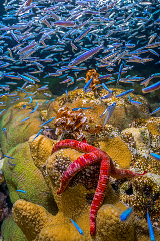 玫琳凯与大自然保护协会的合作以及对其全球珊瑚礁和海洋倡议的支持，旨在通过保护和恢复珊瑚礁、牡蛎礁和沿海湿地等重要栖息地来改善海洋健康。（图片来源：Tom Shlesinger，2022年TNC摄影大赛）