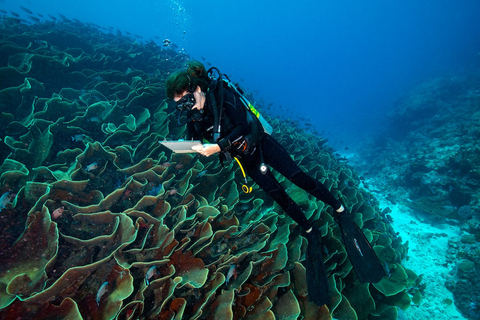 作為超級珊瑚礁專案的一部分，大自然保護協會全球海洋總監Elizabeth McLeod博士在帛琉的烏隆海峽進行研究，在Mary Kay的支持下共同探索「超級珊瑚礁」的秘密。（圖片來源：© Kip Evans/CCC Marketing） 