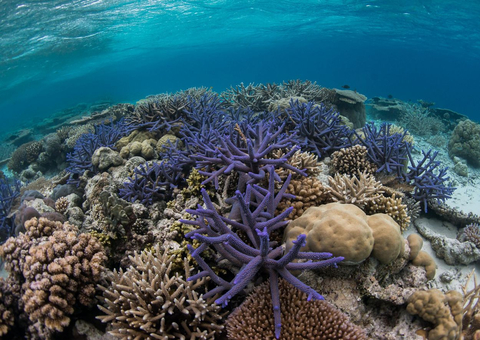 珊瑚礁通常被稱為海洋熱帶雨林，其覆蓋的面積不到世界表面積的1%，但卻養育著25%的海洋生物和超過10億人口。Mary Kay持續支持大自然保護協會的全球海洋和超級珊瑚礁計畫，使研究人員能夠評估珊瑚礁健康狀況、識別潛在的超級珊瑚礁位置，並討論改善當地珊瑚礁管理的機會。（圖片來源：© Enric Sala/National Geographic Pristine） 
