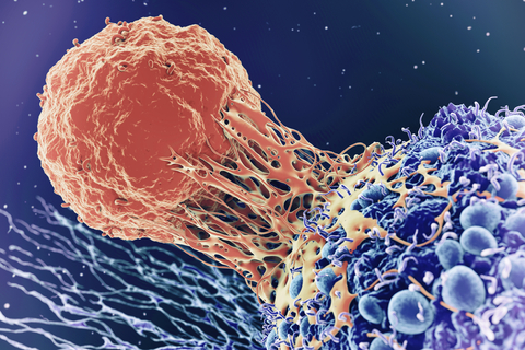 T cell (orange) interacting with cancer cell (blue) (Graphic: Business Wire)