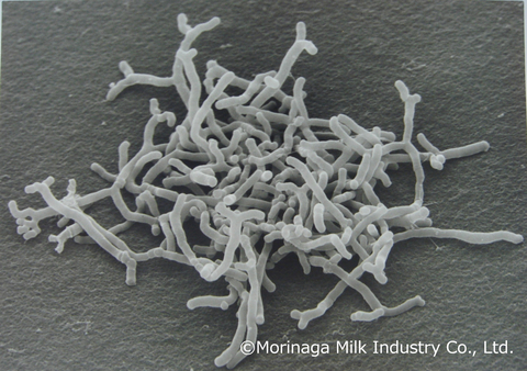 长双歧杆菌亚种longum BB536是一种临床有效且成熟稳定的多功能益生菌菌株，已有50多年的人类使用历史，截至2023年3月，已有240多项科学研究为其提供支持。长双歧杆菌BB536菌株已被全球公认为一种领先的功能性益生菌成分，在美国被公认为是可用于传统食品和婴儿配方奶粉的安全原料。它还经过批准可在中国用作“新食品原料”，用于三岁以下的婴幼儿食品。（图片：美国商业资讯） 