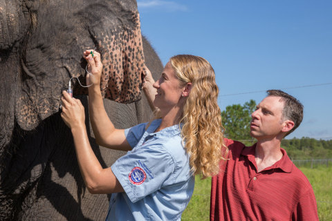 Together, Ringling Bros. and Barnum & Bailey Center for Elephant Conservation® Director of Veterinary Care Dr. Ashley Settles and Dr. Joshua Schiffman, Pediatric Oncologist from Primary Children’s Hospital and Investigator with Huntsman Cancer Institute, both located in Salt Lake City, UT, take a blood sample from one of the herd at Ringling Bros. Center for Elephant Conservation. (Photo: Feld Entertainment)