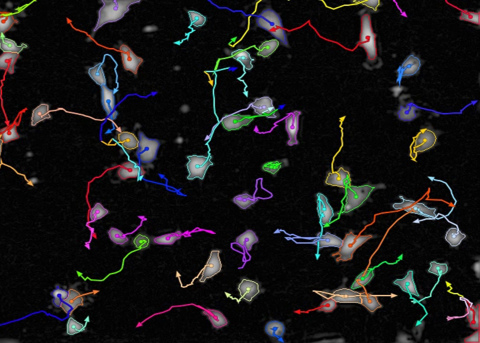 The latest version of Operetta's software, Harmony 3.5, enables scientists to track individual cells over time for a better understanding of dynamic processes and to generate more accurate prediction models. (Photo: Business Wire) 