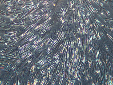 艾本德(Eppendorf) 恩菲爾德實驗室的人間質幹細胞 (hMSC) 圖片 (照片：美國商業資訊) 