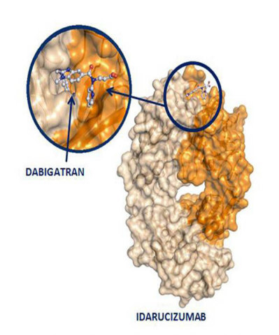 Idarucizumab - The specifically targeted reversal agent to dabigatran 