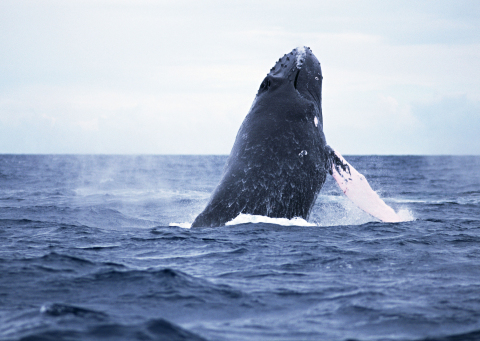 Whale watching (Photo: Business Wire) 