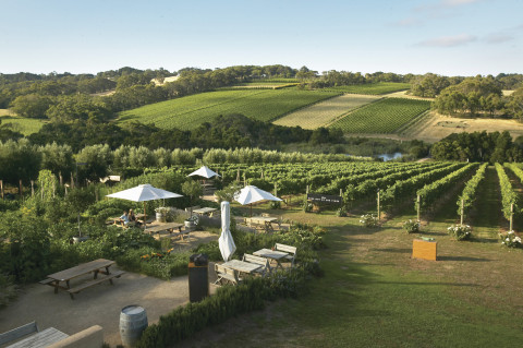 Montalto Winery and Olive Grove, Mornington Peninsula, Victoria (Photo: Business Wire) 