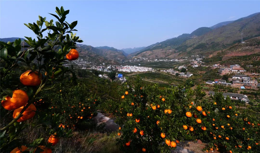 古蔺县甜橙挂果