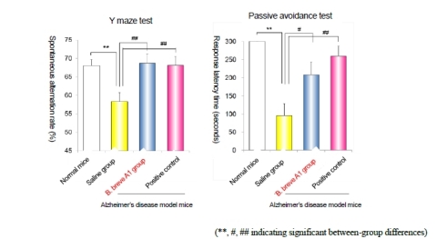 (Fig. 1) Effects of B. Breve A1 in improving spatial recognition, learning and memory capabilities (Graphic: Business Wire)