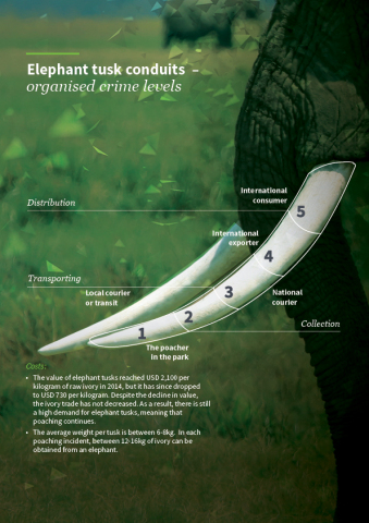 Organised crime levels of elephant tusks (Photo: Dimension Data)