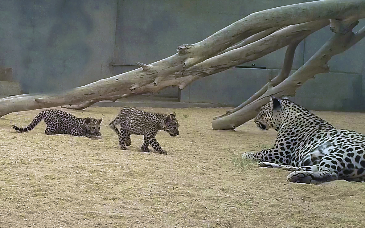 When you’re 3 months old, there is nothing more exciting than playtime! That’s just what these Arabian Leopard cubs, born in Saudi Arabia are finding out and The Royal Commission for AlUla couldn’t be prouder to introduce them to the world. © The Royal Commission for AlUla (Photo: AETOSWire)

