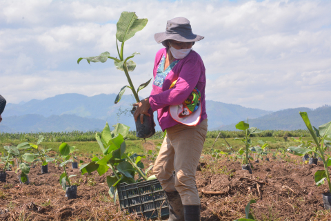 在宏都拉斯恢復香蕉種植。在2020年11月遭颶風「埃塔」和「約塔」肆虐後，當地農民恢復香蕉園種植工作和生計。（照片：美國商業資訊）