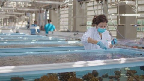 KAUST海洋科學家Raquel Peixoto博士在受控的水族箱環境中為疣鹿角珊瑚(Pocillopora verrucosa coral)施用益生菌，即珊瑚有益微生物(BMC)。（照片：KAUST） 