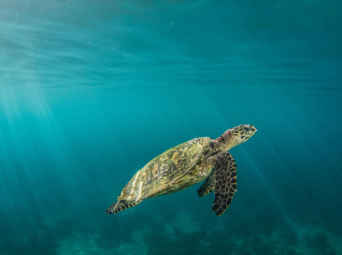 玫琳凯与大自然保护协会合作，通过在所罗门群岛创建女性主导的生态旅游，保护濒危物种玳瑁海龟。© Christophe Mason-Parker 