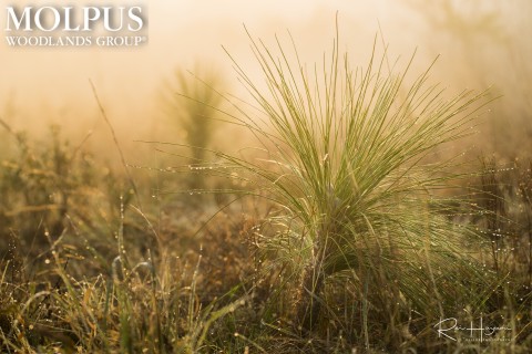 Molpus Woodlands Group announced it is celebrating the planting of over 251 million trees since 1998 as part of its sustainable forest management program. (Photo: Rei Hayashi, Molpus Forest Biometrician)