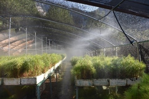 These tree species are known for preventing erosion, promoting water infiltration, drought tolerance, and have the ability to regrow. © TNC Mexico