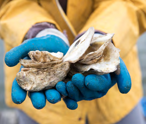 欧洲本土扁平牡蛎栖息地的恢复可为依赖于它的生物多样性提供支持。（照片：玫琳凯公司）