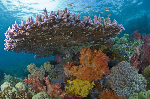 Raja Ampat, Indonesia (Photo Credit: Jeff Yonover)