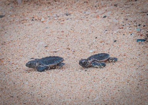 Sir Bu Nair Island - 1 - (Photo: AETOSWire)