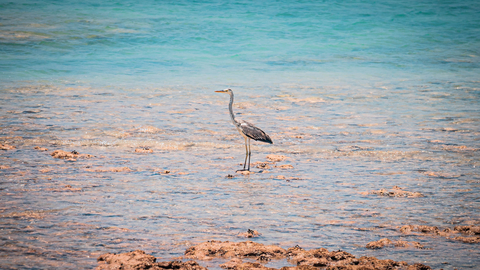 Sir Bu Nair Island - 2 - (Photo: AETOSWire)