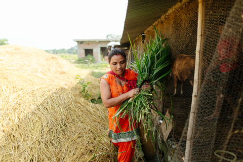 Nepalese dairy farmer taking part in climate-smart project. (Photo Courtesy Heifer Netherlands)