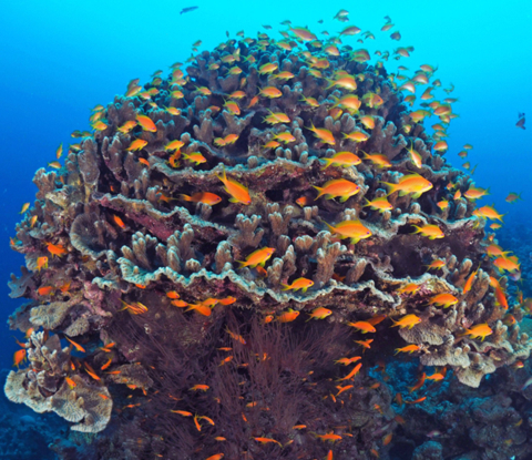 玫琳凱大力支持大自然保護協會的「超級珊瑚礁」專案，幫助發現、保護和培養全球超級珊瑚礁網路，以保障珊瑚礁的未來。（來源：Tom Shlesinger，2021年大自然保護協會攝影大賽）