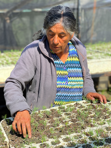 当地女性致力于恢复植被，在苗圃培育本地树种，以保持坎布雷斯国家公园的环境恢复能力。坎布雷斯国家公园是一处自然保护区，称为“地区之肺”，火灾和砍伐已经摧毁了那里30%以上的森林。（来源：大自然保护协会墨西哥分会） 