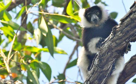 玫琳凱與植樹節基金會、奧馬哈亨利多利動物園和水族館以及馬達加斯加生物多樣性夥伴組織攜手合作，在馬達加斯加完成森林再造專案。這個位於馬達加斯加東南部的4.2萬棵樹專案專注於扭轉數十年的森林破壞。這片森林是極度瀕危的狐猴和地球上他處所沒有的其他野生動物物種的家園。（來源：照片由植樹節基金會提供）