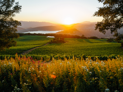 View of Chappellet’s renowned estate vineyard on Pritchard Hill. (Photo: Business Wire)