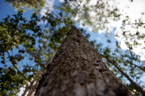 迄今为止，Mary Kay和植树节基金会通过合作已经种下了130万棵树，并继续努力实现对未来的影响。（图片来源：植树节基金会） 