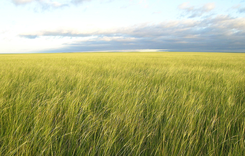 Mongolia's Nationally Protected area, Toson Hulstai. ©TNC