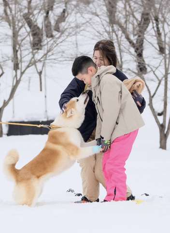 在雪乡与秋田犬一起玩耍