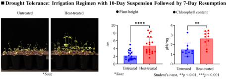 Drought Tolerance: Irrigation Regimen with 10-Day Suspension Followed by 7-Day Resumption

